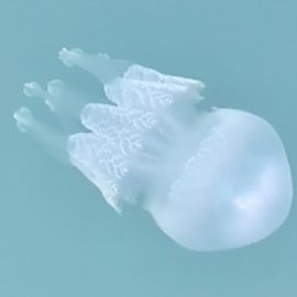 Meduse a Katakolon