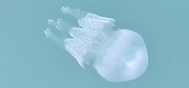 Meduse a Katakolon Meduse a Katakolon