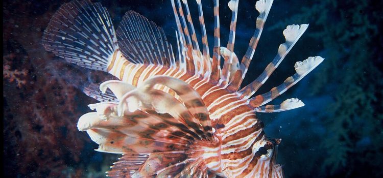 Le osservazioni naturalistiche del marinaio – III puntata Le osservazioni naturalistiche del marinaio – III puntata