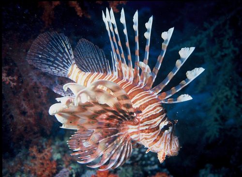 Lionfish