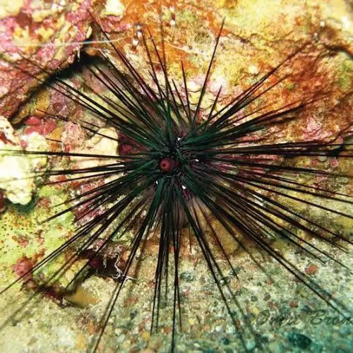 Seeigel-Diadem2