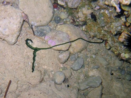 48562 bonellia-viridis