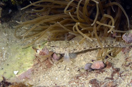 Gobius-bucchichi.jpg 201162020445 Gobius-bucchichi
