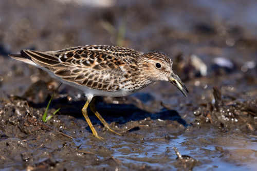 Least Sandpiper Foraging