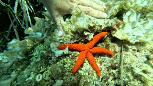 Mediterranean-Red-Starfish-Echinaster-sepositus-Stella-marina-rossa-2025-01-03-14h27m38s775-scaled-1