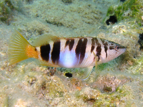 Serranus scriba Creta