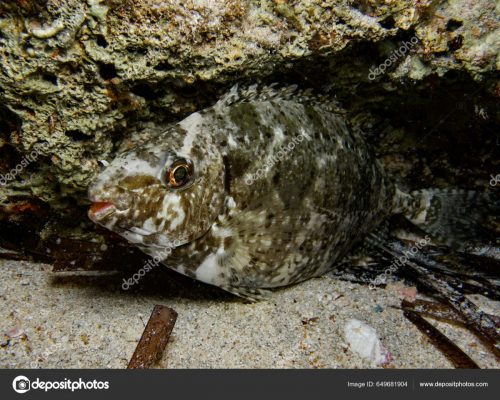 Siganus-pesce-coniglio