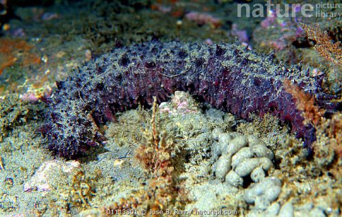 SEA CUCUMBER
