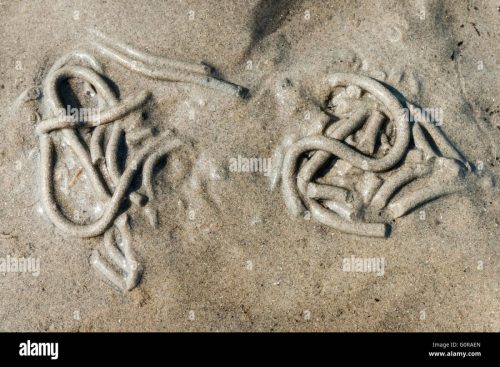 escrementi-di-lugworms-arenicola-marina-il-worm-mangiare-la-sabbia-e-il-digest-qualcosa-di-commestibile-la-sabbia-filtrata-viene-espulso-dopo-g0raen