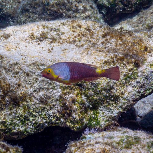 pesce-pappagallo-del-mediterrane